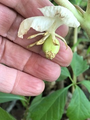 Podophyllum peltatum