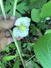 Podophyllum peltatum