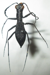 Dromica limpopoiana