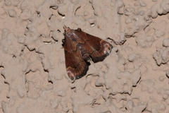Hypsopygia phoezalis