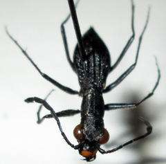 Dromica limpopoiana