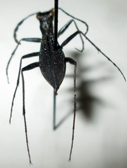 Dromica limpopoiana