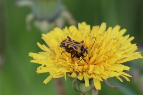 Brachyta interrogationis