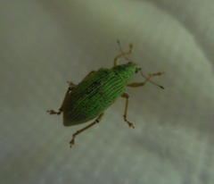 Curculionidae