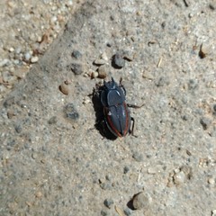 Erichius vittatus vittatus