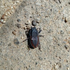 Erichius vittatus vittatus