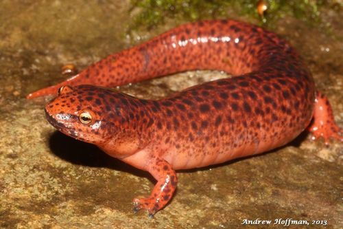 Red Salamander