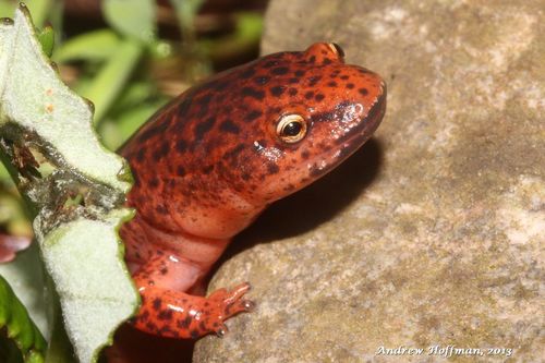 Red Salamander