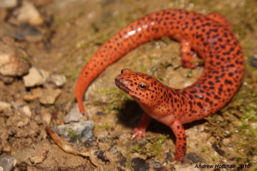 Red Salamander