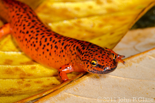 Red Salamander
