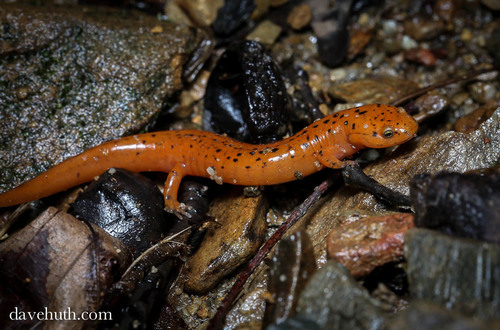 Red Salamander