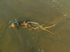 Pelecanus occidentalis