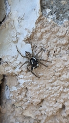 Menemerus semilimbatus