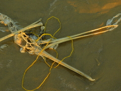 Pelecanus occidentalis