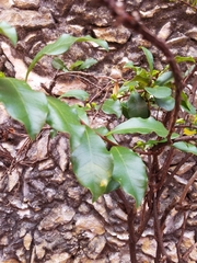 Brunfelsia nitida