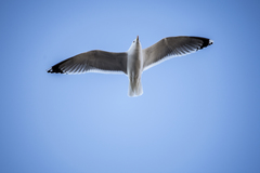 Larus