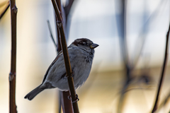 Passer domesticus
