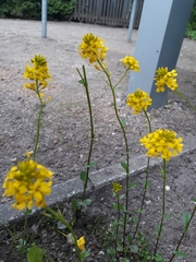Brassicaceae