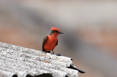 Pyrocephalus rubinus