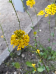 Brassicaceae