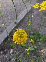 Brassicaceae