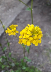 Brassicaceae