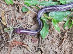 Trilepida macrolepis