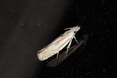 Eucosma pallidarcis