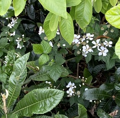 Rubus argutus