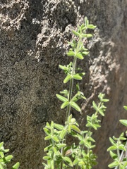 Galium martirense