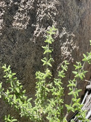 Galium martirense