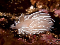Favorinus blianus