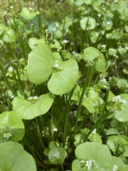 Claytonia perfoliata