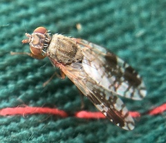 Tephritis neesii