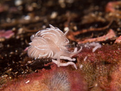 Favorinus blianus