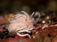 Favorinus blianus