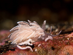 Favorinus blianus