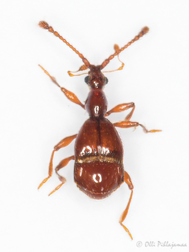 Pselaphus