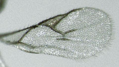 Lysiphlebus testaceipes