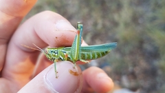 Hesperotettix viridis