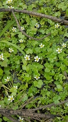 Ranunculus omiophyllus