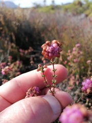 Erica clavisepala