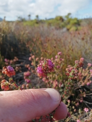 Erica clavisepala