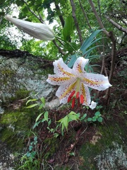 Lilium auratum