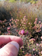 Erica clavisepala
