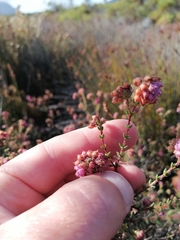 Erica clavisepala