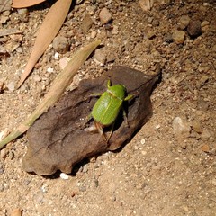 Hylamorpha elegans