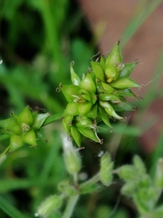 Carex muricata pairae
