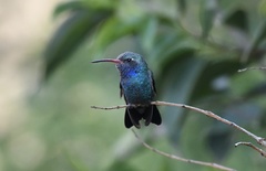 Cynanthus latirostris