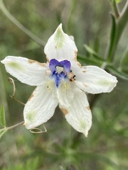 Delphinium leucophaeum